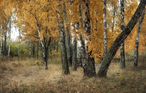 Осень, лес, трава, ветви, стволы, листва, березы, березовая роща