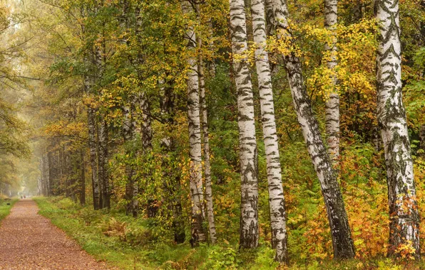 Картинка осень, листья, парк, дорожка, Санкт-Петербург, березы, Россия, аллея