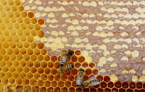 Картинка природа, мёд, пчёлы