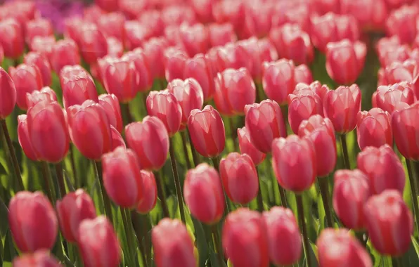 Картинка поле, цветы, Тюльпаны, field, flowers, tulips