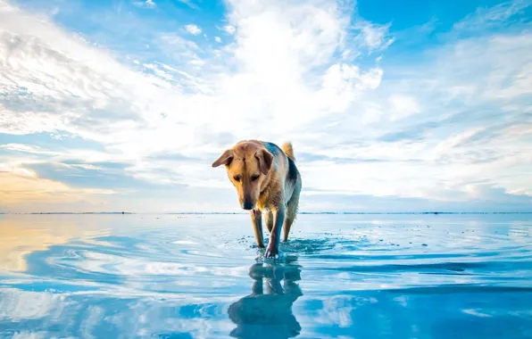 Картинка Dog, sky, water, clouds, lake, animal, reflections, ears