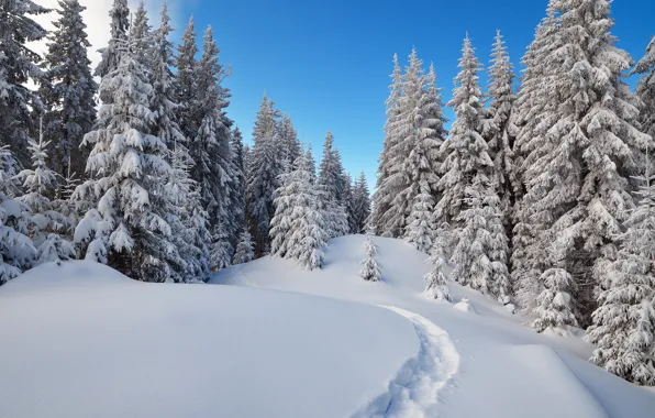 Картинка зима, лес, снег, деревья, ель, тропа