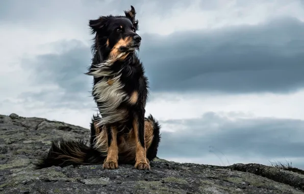 Картинка ветер, камень, Majestic Dog
