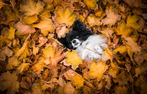 Картинка осень, природа, поза, листва, собака, лежит, мордашка, собачка
