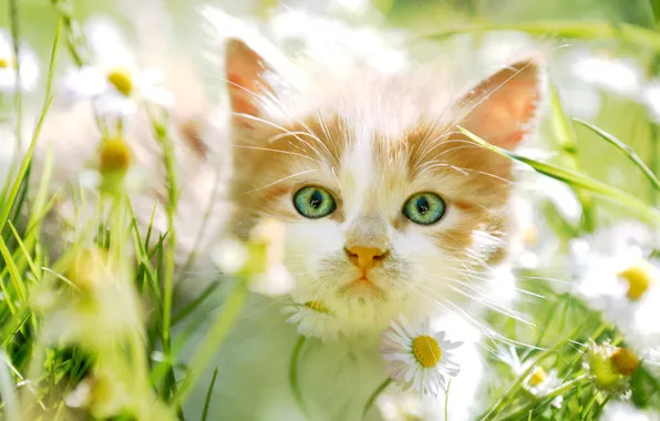 Зелень, кошка, лето, трава, взгляд, свет, цветы, крупный план