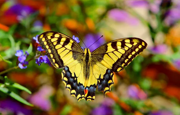 Картинка Макро, Бабочка, Macro, Butterfly