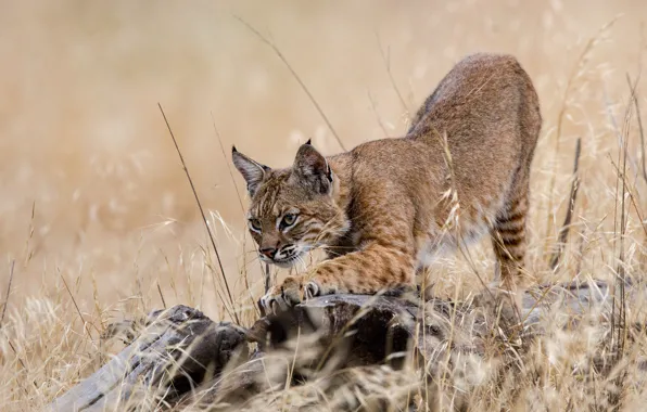 Картинка трава, поза, пень, лапы, рысь
