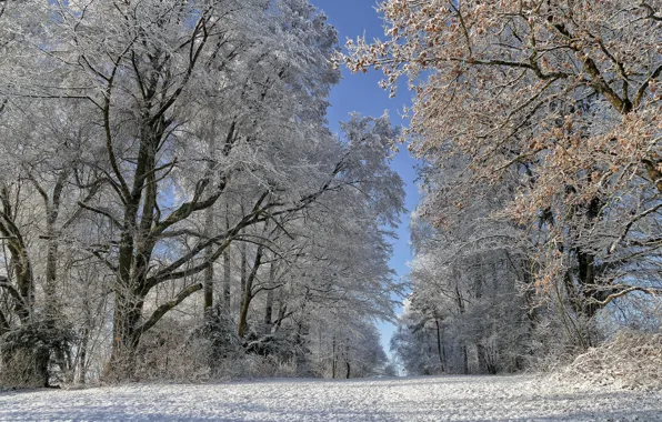 Картинка зима, иней, дорога, деревья, Швейцария