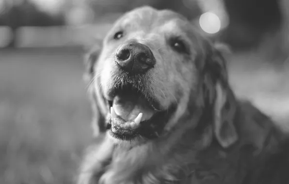 Картинка собака, черно-белое, лабрадор