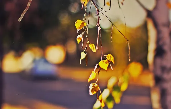 Картинка осень, листья, закат, забор, деревня