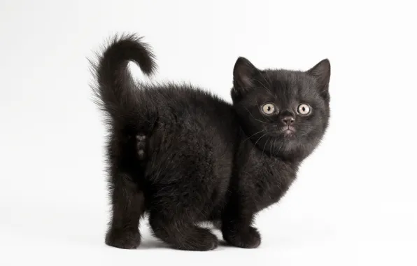 Кот, белый фон, котёнок, чёрная кошка