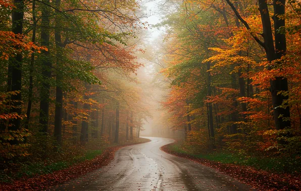 Дорога, осень, лес, wallpaper, forest, road, autumn