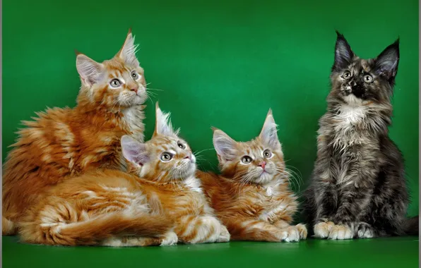 Картинка кот, фон, рыжая, фотосессия, Мейн-кун