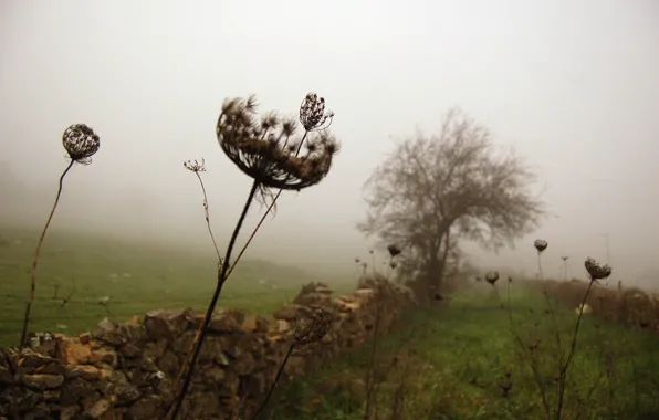 Картинка трава, туман, дерево, забор