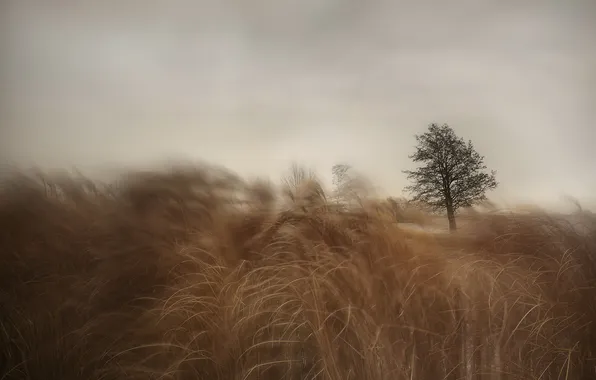 Картинка поле, трава, дерево, ветер