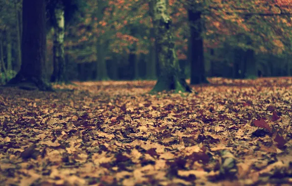 Осень, лес, листья, Природа