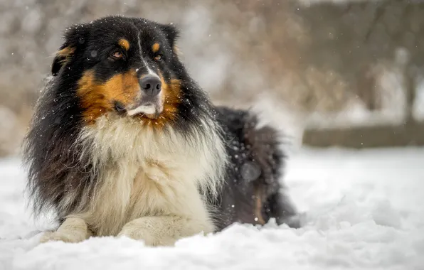 Взгляд, друг, собака