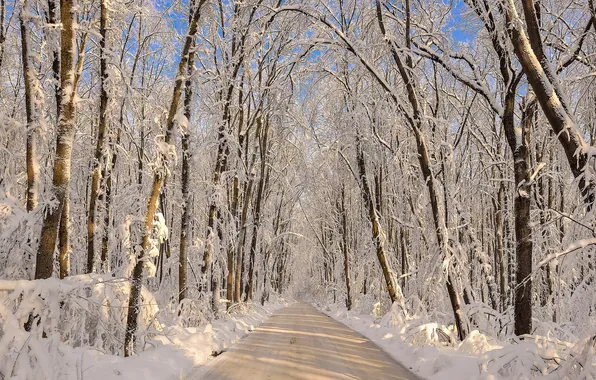 Зима, дорога, снег, деревья