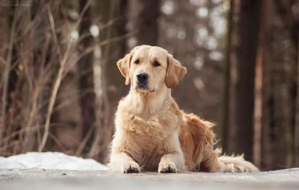 Собаки, dog, золотистый ретривер