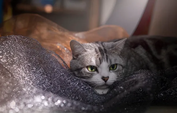 Кошка, кот, взгляд, поза, блеск, портрет, ткань, лежит