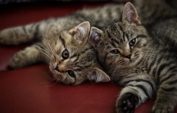 Кошка, взгляд, кошки, поза, котенок, диван, вместе, котята