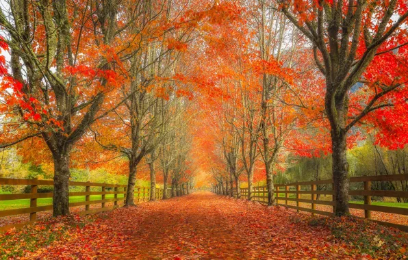 Картинка дорога, осень, листья, деревья, забор, аллея, Washington, штат Вашингтон