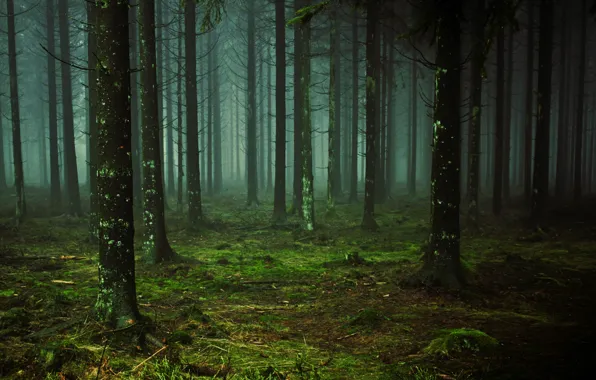 Картинка forest, nature, tree, swamp