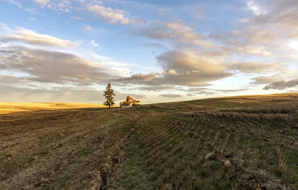 Поле, свет, деревья, природа, дома, утро, Eastern Washington