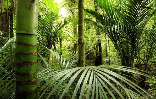 Картинка зелень, бамбук, джунгли