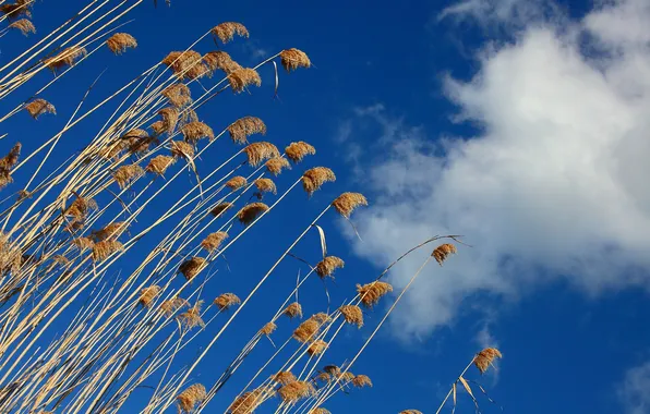 Осень, небо, облака, макро, растение