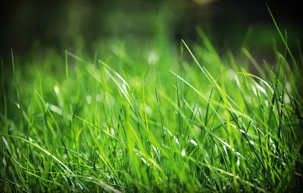 Картинка трава, zim2687, grassss