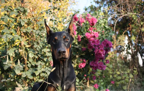 Dog, flowers, beauty, sunny day, Shelbi Cobra iz Zoosfery, doberman, Шелби Кобра из Зоосферы, dogs …