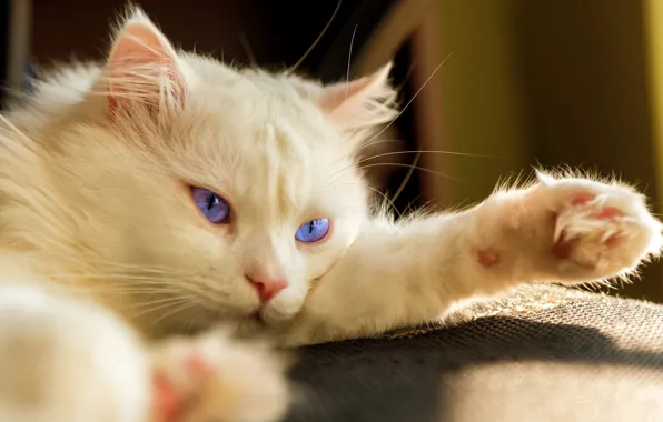 Кошка, кот, взгляд, лапа, портрет, лежит, белая, голубые глаза