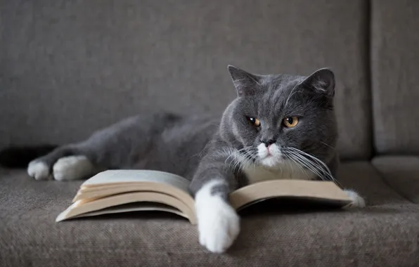 Кошка, кот, взгляд, поза, диван, лапа, лежит, книга