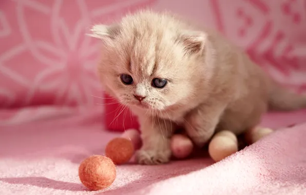 Кошка, взгляд, шарики, свет, поза, котенок, серый, игрушки