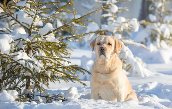 Картинка зима, снег, собака, ёлка, пёс, Лабрадор-ретривер