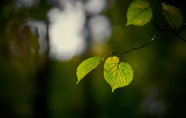 Картинка листья, свет, ветки, зеленый, темный фон, боке, листья липы