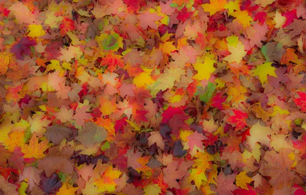 Картинка осень, листья, ковер, клен