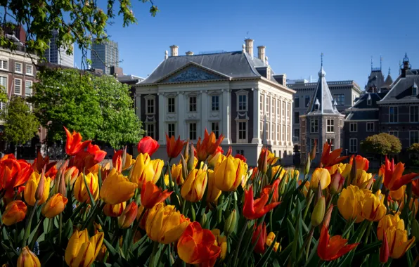 Дома, весна, тюльпаны, Нидерланды, Гаага