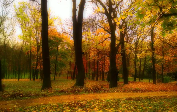 Green, red, yellow, wood, autumn, leaf