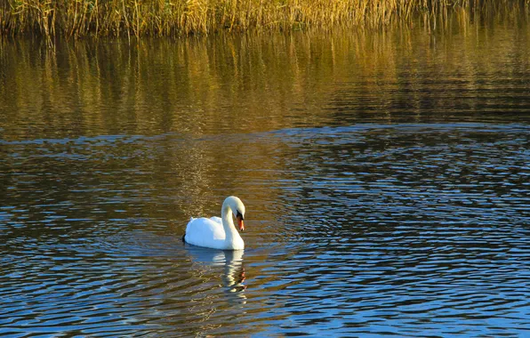 Swan, bird, water, lake