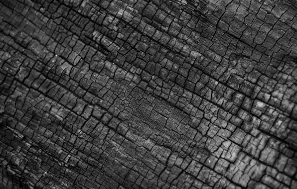 Дерево, Ствол, Fire, Wood, Tree, Black, B&W, Ash