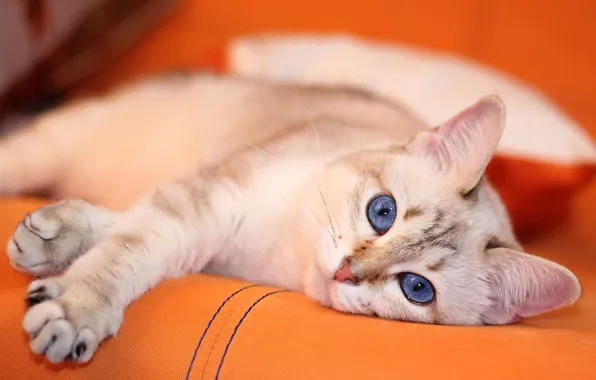 Кошка, белый, кот, взгляд, поза, диван, лапы, лежит
