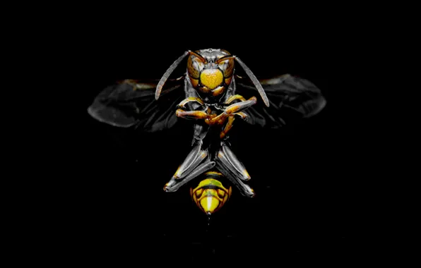 Китай, China, оса, wasp, royal wasp, королевская оса