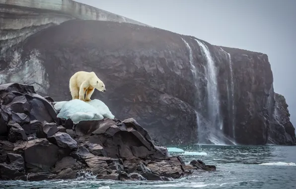 Ice, bear, sea, ocean, landscape, nature, water, rocks