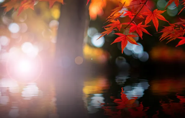 Осень, вода, красный, блики, отражение, рябь, клён