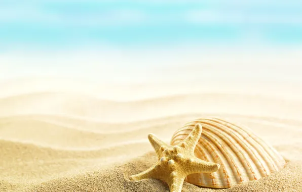 Картинка summer, beach, sand, shells, seashells