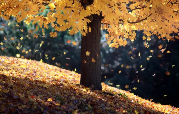 Осень, листья, дерево