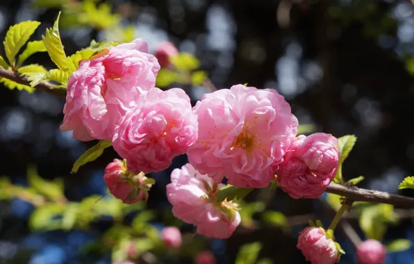 Flower, blooming, ponk