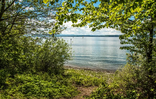 Лето, солнце, деревья, река, Германия, coast, Germany, rivers